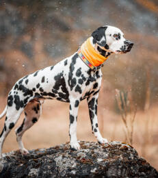 Leo Anders profile photo